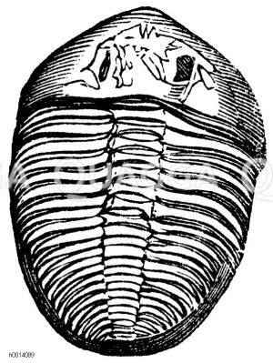 Trilobit [Digital]