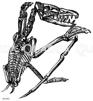 Pterodactylus [Digital]