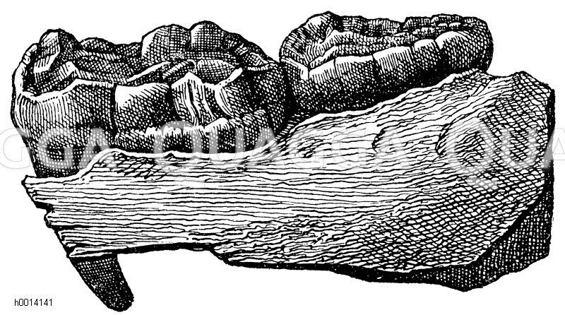 Unterkieferfragmente eines Höhlenbären [Digital]