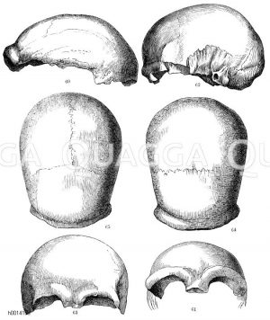 Schädelformen. 60) aus dem Neandertaler (Profil). 61) aus dem Neandertaler von vorn gesehen. 62) aus Engis (im Profil). 63) aus Engis von vorn. 64)Neandertalerschädel von oben. 65) Engisschädel von oben [Digital]