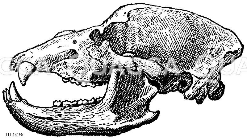 Höhlenbär: Schädel [Digital]