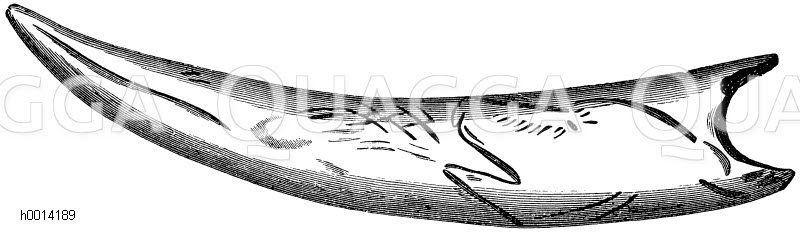 Bärenkopf auf einer an der Durchbohrungsstelle abgebrochenen Zinke eines Geweihes. [Digital]