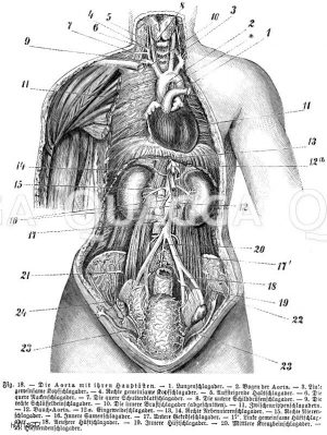 Mensch: Aorta mit ihren Hauptästen, 1) Lungenschlagader, 2) Bogen der Aorta, 3) Linke gemeinsame Kopfschlagader, 4) Rechte gemeinsame Kopfschlagader, 5) Aufsteigende Halsschlagader, 6) quere Nackenschlagader, 7) quere Schulterblattschlagader, 8) untere Schilddrüsenschlagader, 9) rechte Schlüsselbeinschlagader, 10) innere Brustschlagader (abgeschnitten), 11) Zwischenrippenschlagadern, 12) Bauchaorta, 12 a) Eingeweideschlagader, 13, 14) Rechte Nebennierenschlagader, 15) Rechte Nierenschlagader, 16) Innere Samenschlagader, 17) Untere Gekröseschlagader, 17') Linke gemeinsame Hüftschlagader, 18) Äußere Hüftschlagader, 19) Innere Hüftschlagader, 20) Mittlere Kreuzbeinschlagader, 21) Hüftlendenschlagader [Digital]