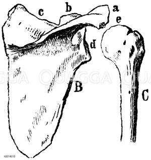 Oberarmknochen. B) Schulterblatt, C) Oberarmbein (rechter Seite). a) Schulterhöhe (Acromion), b) Gelenkgrube, e) Kopf des Oberarmbeins [Digital]