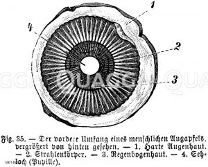 Organ, Gewebe