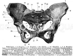 Mensch: Beckenknochen, I) Kreuzbein, II) Darmbein, III) Sitzbein, IV) Schambein, 1, 2) Darmbeinkamm, 3,4) Erhabenheit des Darmbeines, 5) Vorderer oberer Darmbeinstachel, 6) Vorderer Darmbeinausschnitt, 7) Vorderer unterer Darmbeinstachel, 14) Absteigender Ast des Sitzbeines, 15) Sitzbeinhöcker, 16) Aufsteigender Sitzbeinast, 17) Schambeinkörper, 18) Querliegender Ast des Schambeinkörpers, 19) Schambeinhöcker, 20) Hüftloch, 21) Pfannenrand, 22) Pfanne mit ihrer Gelenkfläche, 26) Schambeinkamm, 27) Schambeinfuge, 28) Gelenkfläche des obersten Kreuzbeinwirbels, 29) Kreuzbeinleisten, 30) Vordere Kreuzbeinlöcher, 32) Kreuzbeinspitze, 33) Kreuzbeinflügel, 34) Darmkreuzbeinfuge, 35) Vorgebirge, * Innere bogenförmige Linie, a, a, a) Ungenannte Linie [Digital]