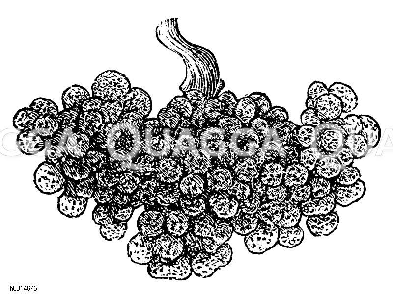 Mensch: Brunnersche Drüse [Digital]