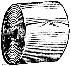 Einköpfige Rollbinde [Digital]
