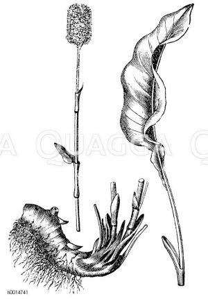 Schlangenwurzel [Digital]