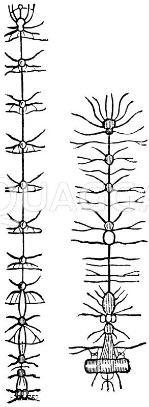 Ganglien Quagga Illustrations