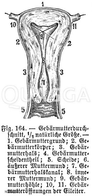 Gebärmutter: Durchschnitt. 1) Gebärmuttergrund, 2) Gebärmuttergrund, 3) Gebärmutterhals, 4) Gebärmutterscheidenteil, 5) Scheide, 6) äußerer Muttermund, 7) Gebärmutterhalskanal, 8) innerer Muttermund, 9) Gebärmutterhöhle, 10, 11) Gebärmutteröffnungen der Eileiter [Digital]