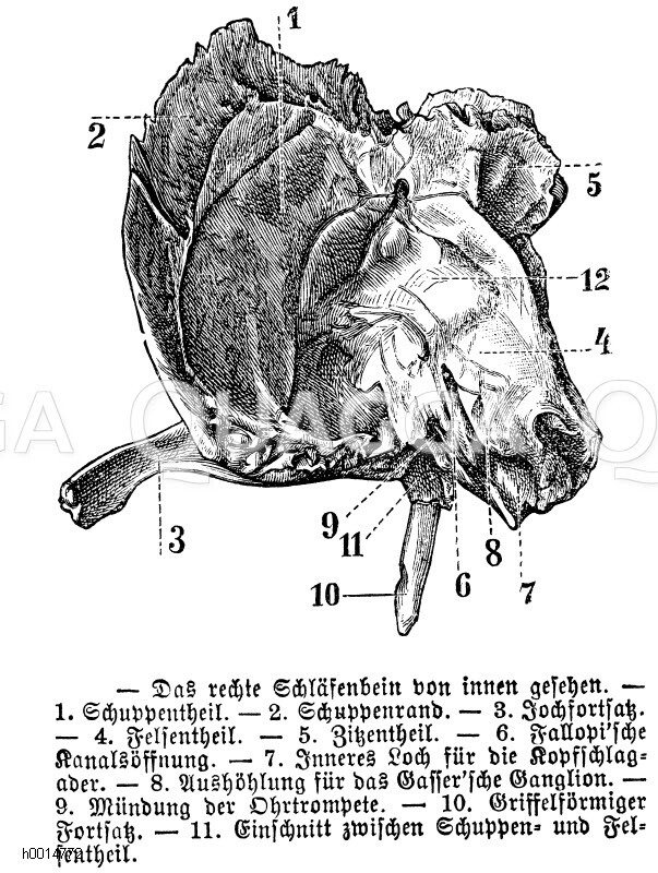 Rechtes Schläfenbein von innen gesehen Quagga Illustrations
