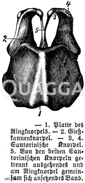1) Platte des Ringknorpels, 2) Gießkannenknorpel, 3, 4) Santorinische Knorpel, 5) von den beiden Santorinischen Knorpeln getrennt ausgehendes und am Ringknorpel gemeinsam sich ansetzendes Band [Digital]