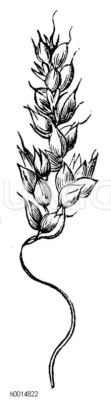 Hirse [Digital]