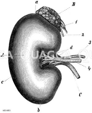 Rechte Niere und Nebenniere eines Erwachsenen. A) Niere, B) Nebenniere, C) Harnleiter, a) Oberes, b) unteres Ende, c) Seitlicher rand, d) Pforte. 1) und 2) Arterie und Vene der Nebenniere, 3, 4) Arterie und Vene der Niere [Digital]