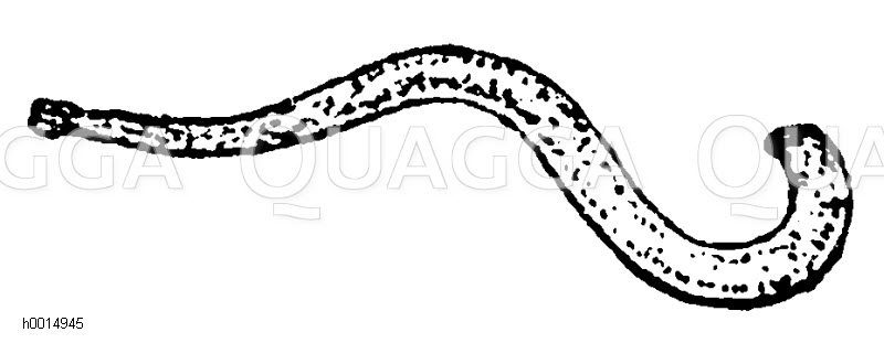 Madenwurm: Männchen [Digital]