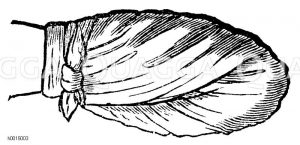 Verband der Hand [Digital]