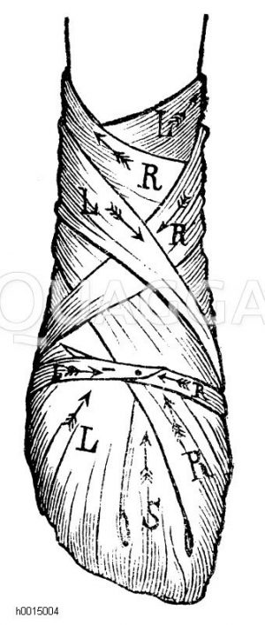 Verband des Fußes [Digital]