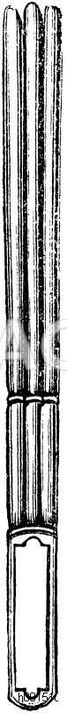 Klemmscher Muskelklopfer [Digital]