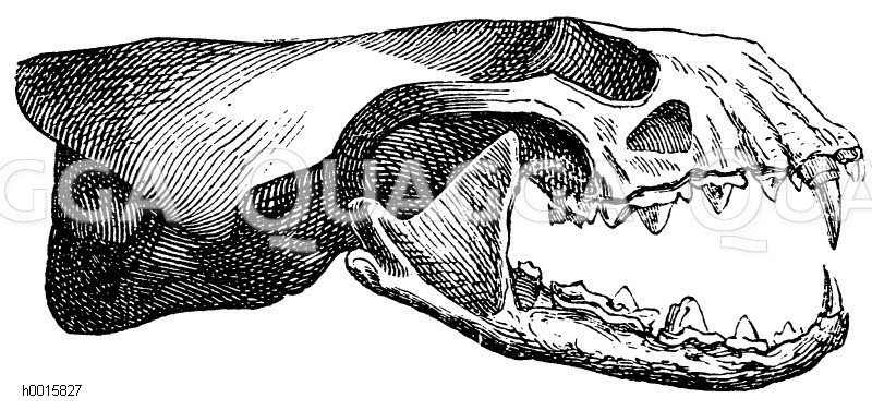 Fischotter: Schädel [Digital]