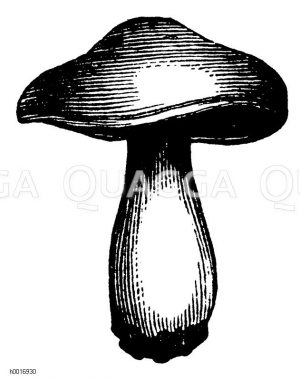 Champignon [Digital]