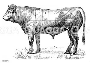 Rind: Fleischeinteilung [Digital]