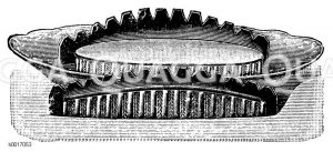 Imitierter Pastetenrand [Digital]