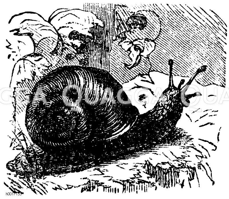 Weinbergschnecke [Digital]