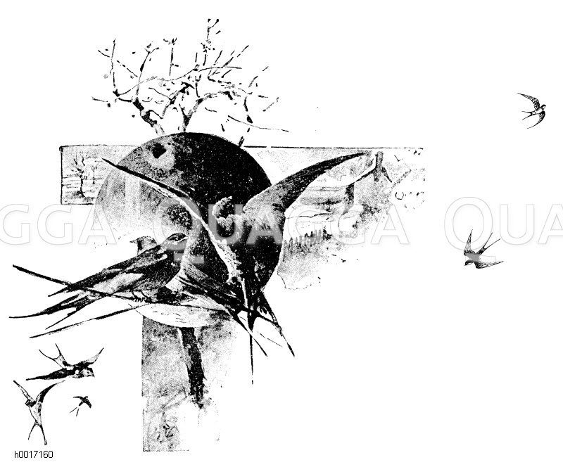 Vignette: Schwalben [Digital]