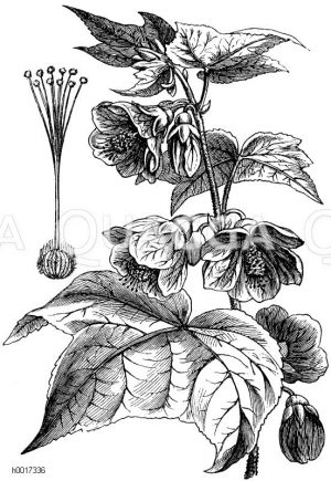 Abutilon Darwinii [Digital]