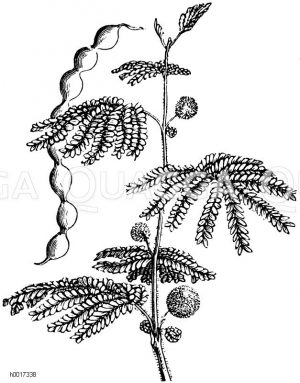 Gummi-Akazie: Zweig [Digital]