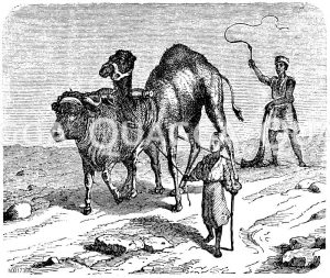 Bodenbearbeitung in Ägypten: Dromedar und Zebu ziehen Pflug [Digital]