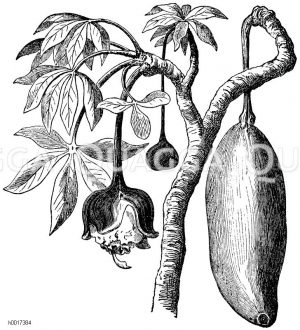 Affenbrotbaum: Frucht und Blüte [Digital]