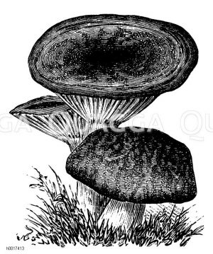 Speiteufel [Digital]