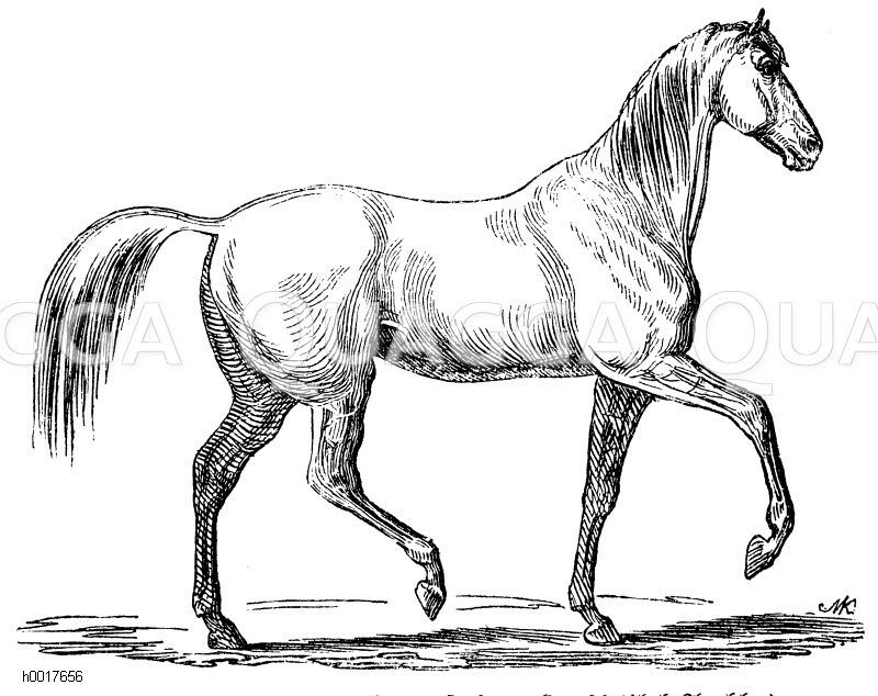 Passgehendes Pferd [Digital]