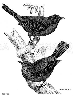 Amsel [Digital]