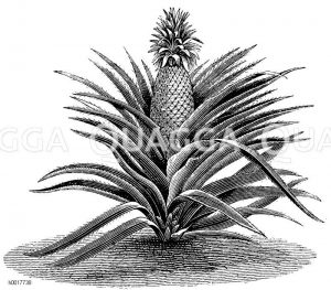 Bromeliaceae - Ananasgewächse