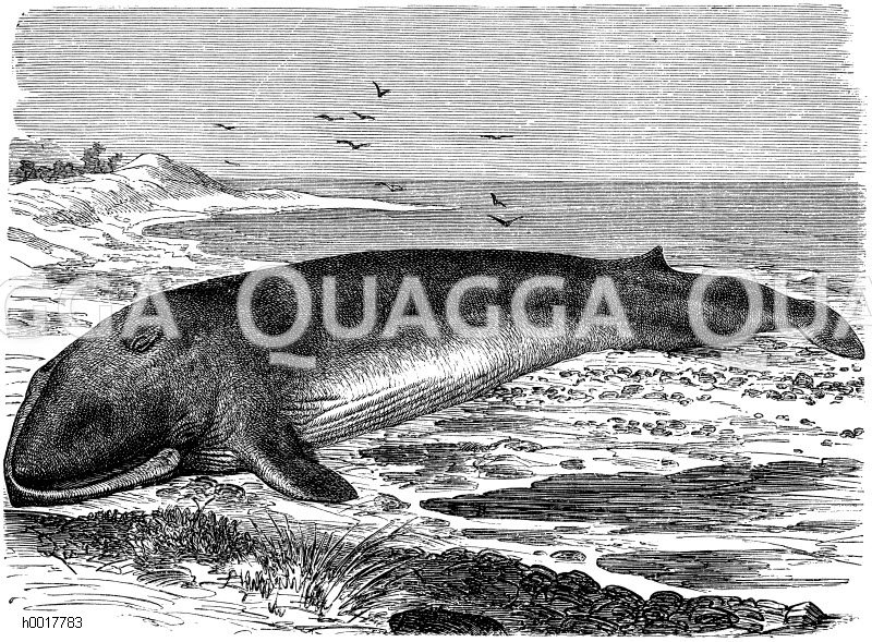 Finnwal Quagga Illustrations