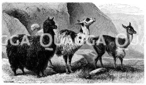 Pako (links), Auchenia lama - Lama (Mitte), Auchenia vicunna - Vicuna (rechts) [Digital]