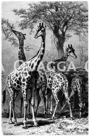 Giraffe [Digital]