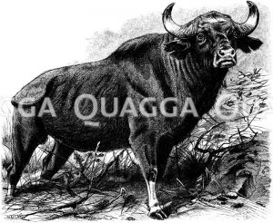 Gaur [Digital]