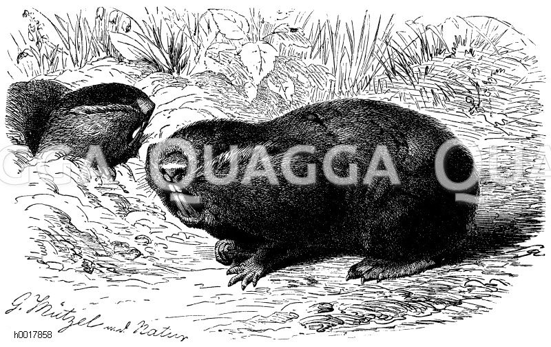 Blindmolle Quagga Illustrations