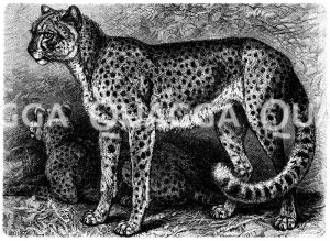 Gepard [Digital]