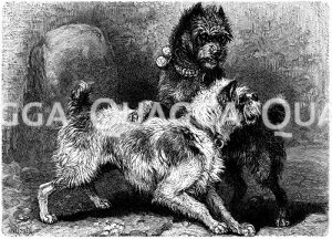 Rauhhaarige Affenpinscher [Digital]