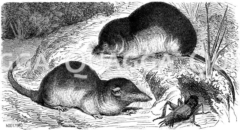 Hausspitzmaus, Sorex vulgaris - Waldspitzmaus [Digital]