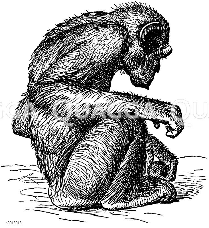 Schimpanse, sitzend - Quagga Illustrations