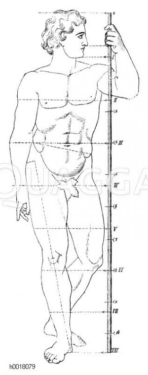 Einteilung des menschlichen Körpers [Digital]
