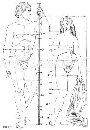 Einteilung des menschlichen Körpers [Digital]