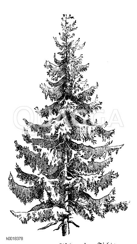 Astbau der Fichte - Quagga Illustrations