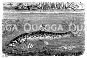 Bachschmerle [Digital]